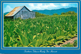 USA North Carolina Tobacco Ready For Harvest - Tabacco
