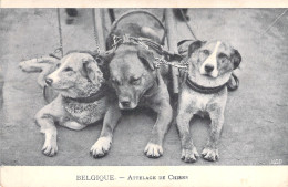 BELGIQUE - Attelage De Chiens - Carte Postale Ancienne - - Other & Unclassified