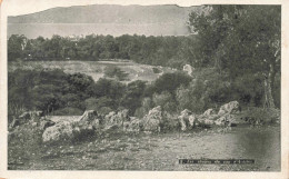 FRANCE - Antibes - Les Oliviers Du Cap D'Antibes - Carte Postale Ancienne - Other & Unclassified