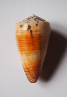 Conus Planorbis - Seashells & Snail-shells