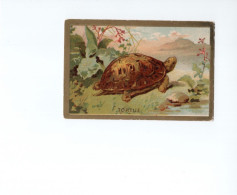 Chromo TORTUE TURTLE Tortoise Didactique 105 X 70 Mm  TB 2 Scans - Guerin Boutron