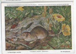 CP : Musée Royal D'histoire Naturelle De Belgique - Mammifères - 30 La Musaraigne Musette (2 Scans) - Collections & Lots