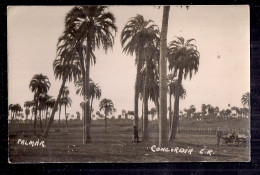 PH - Photo Originale - Argentina, Palmar, Concordia, Entre Rios - Amérique