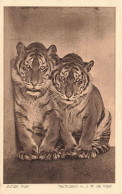 ANIMAUX - Junge Tiger - Tierfiudien AJW De Veer - Carte Postale Ancienne - Tigres