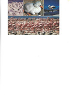 Netherlands Antilles  - Postcard Unused -  Bonaire,Netherlands Antilles - Flamingo's.From Eggs To Beauties - Bonaire