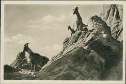 HAMBURG / STELLINGEN - CARL HAGENBECK'S TIERPARK - HOCHGEBIRGE - THARZIEGEN -  1930s (16882) - Stellingen