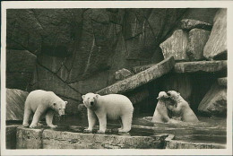 HAMBURG / STELLINGEN - CARL HAGENBECK'S TIERPARK - NORDLAND PANORAMA - EISBÄREN / POLAR BEARS -  1930s (16885) - Stellingen