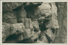 HAMBURG / STELLINGEN - CARL HAGENBECK'S TIERPARK - HOCHGEBIRGE : NUBISCHE STEINBÖCKE - 1930s (16893) - Stellingen