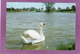 59 LOUVROIL Le Lac  Un Cygne - Louvroil