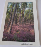 CPA CPSM  PAYSAGE DES LANDES  BRUYERES DANS LA FORET DE PINS - Aquitaine