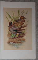 Petit Calendrier Poche 1982 Oiseau Canard Ballan Miré Indre Et Loire - Petit Format : 1981-90