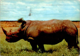 4-11-2023 (1 V 21) Kenya - Posted From Monbasa To France 1952 - Rhinoceros - Rhinoceros