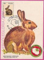 Ag3498 - POLAND - POSTAL HISTORY - Maximum Card - 1988, Animals Rabbits - Maximum Cards