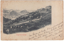 Rigi-Scheidegg  - (Schweiz/Suisse) - 1901 - Arth
