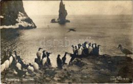 * T2/T3 Flugebjerg, Bjornoen / Group Of Penguins On The Coast. Eneret Mittet & Co. 18/40. - Non Classés