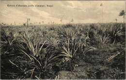 * T2 Brésil, Culture D'abacaxis (sorte D'ananas) / Brazilian Folklore, Pineapple Plantation, Farm. A. Zoller Editeur - Unclassified