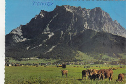 D7905) EHRWALD 1000m Gegen Zugspitzmassiv - Kühe Im Vordregrund - Ehrwald