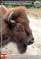 866 Tierpark Stadt Haag, AT - Plains Bison (Bison Bison Bison) - Amstetten