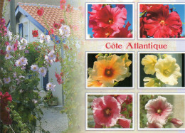 CPM - C - COTE ATLANTIQUE  - ROSES TREMIERES MULTICOLORES OU PASSEROSES - Aquitaine