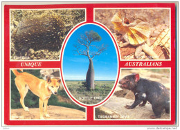 _2n184: Unique Australian Wildlife...> Koomkerke 1987... Dieren.. - Autres & Non Classés