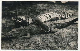 CPA - Tigre Et Crocodile Muselé. (Zoo ?) Non Situé - Tigres