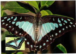 Australia 2016  Butterfly,Pale Triangle ,maximum Card - Maximumkarten (MC)