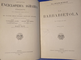 Ottavio Munerati Direttore D'agricoltura Del Polesine Rovigo La Barbabietola 1924 Nuova Enciclopedia Agraria Italiana - Otros & Sin Clasificación