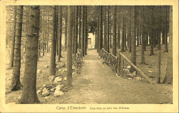 Belgique - Liège - Kamp Van Elsenborn - Camp D'Elsenborn - Sous-bois Au Parc Des Officiers - Elsenborn (camp)