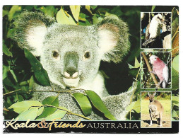 AUSTRALIA'S KOALA, KOOKABURRA AND KANGAROO.- ANIMALES DE AUSTRALIA - Autres & Non Classés