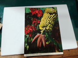 495 //    / ISLAS CANARIAS / BANANAS AND POINSETTIA - Andere & Zonder Classificatie