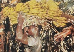 SAINT VINCENT  - Récolte De Bananes - Saint-Vincent-et-les Grenadines