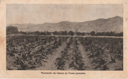 Plantacion De Tobaco En Lineas Pareadas - Tabaco
