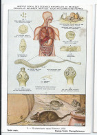 CP : Institut Royale Des Sciences Naturelles De Belgique - Vers Parasites De L'homme - 5 Ténia Nain (2 Scans) - Collections & Lots