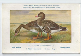 CP : Musée Royale D'histoire Naturelle De Belgique - Oiseaux - N°221 Oie Naine - Signé Hub. Dupond (2 Scans) - Colecciones Y Lotes