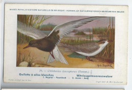 CP : Musée Royale D'histoire Naturelle De Belgique - Oiseaux - N°79 Guifette à Ailes ... - Signé Hub. Dupond (2 Scans) - Sammlungen & Sammellose