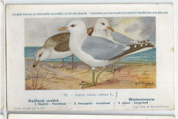 CP : Musée Royale D'histoire Naturelle De Belgique - Oiseaux - N°92 Goëland Cendré - Signé Hub. Dupond (2 Scans) - Colecciones Y Lotes