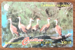 CAYMAN ISLANDS OISEAUX CI$ 10 CARIBBEAN CABLE & WIRELESS SCHEDA TELECARTE TELEFONKARTE PHONECARD CALLING CARD - Kaimaninseln (Cayman I.)