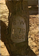 25-11-2023 (3 V 21) Australia - QLD - Birdsvile - Tree Marked By Explorers Burke And Wills In 1860 - Far North Queensland