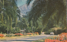 Jamaica Hope - Royal Botanic Garden Old Postcard - Jamaica