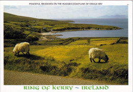 2 AK Irland Ireland * Ring Of Kerry - Peaceful Meadows On The Rugged Coastline Of Dingle Bay Und Derrynane Bay * - Kerry