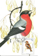 Carte Maximum - Oiseaux - Bulgarie - Bico Grossudo - Gros-bec Casse-noyaux - Hawfinch - Coccothraustes Coccothraustes - Andere & Zonder Classificatie