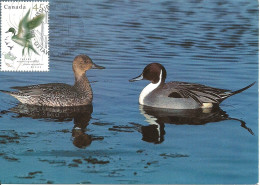 Carte Maximum - Oiseaux - Canada - Marreca Arrabio - Canard Pilet - Pintail - Anas Acuta - Maximumkarten (MC)