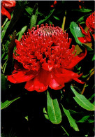 28-11-2023 (3 V 40) Australia - Flowers (3 Postcards) - Autres & Non Classés