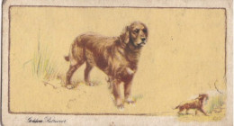 1 Golden Retriever   - Dogs 1938 -  Gallahers Cigarettes - Original - - Gallaher