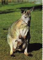 CPSM Australian Wallaroo And Joey-Kangourou-Beau Timbre       L2436 - Autres & Non Classés