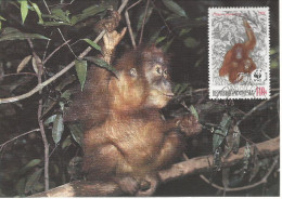 26030 ) Indonesia WWF 1989  Orangotan Monkey Ape Mammal Postcard Maxi Cover - Briefe U. Dokumente