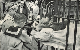 BELGIQUE - Jardin Zoologique D'Anvers - Zebu - Animé - Enfants - Carte Postale - Antwerpen