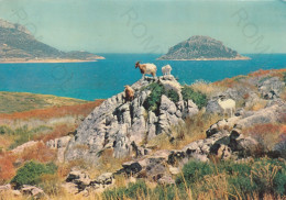 CARTOLINA  FIGAROLO,OLBIA,SARDEGNA-GOLFO DEGLI ARANCI-LUCI E COLORI DELLA SARDEGNA-MARE,SOLE,VACANZA,VIAGGIATA 1961 - Olbia