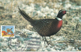 Carte Maximum - Oiseaux - Etats Unis USA - Faisão Comum - Faisan à Collier - Ring Necked Pheasant - Phasianus Colchicus - Cartes-Maximum (CM)