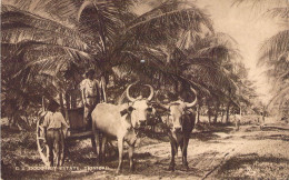 Trinidad - Coco Nut Estate - Attelage De Boeufs - Animé - Cocotiers - Carte Postale Ancienne - Trinidad